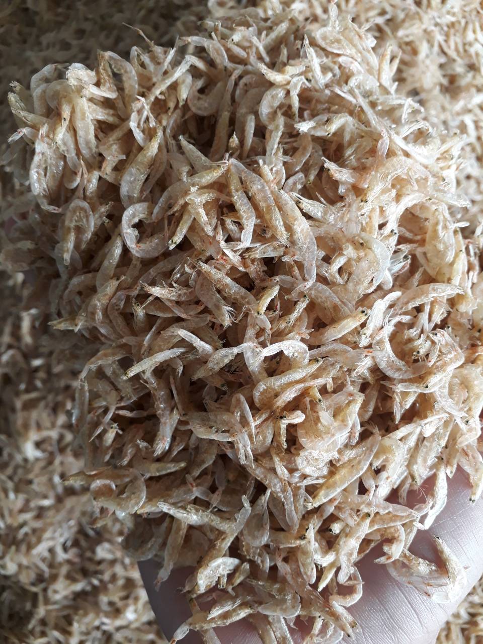 Dried Baby Shrimp