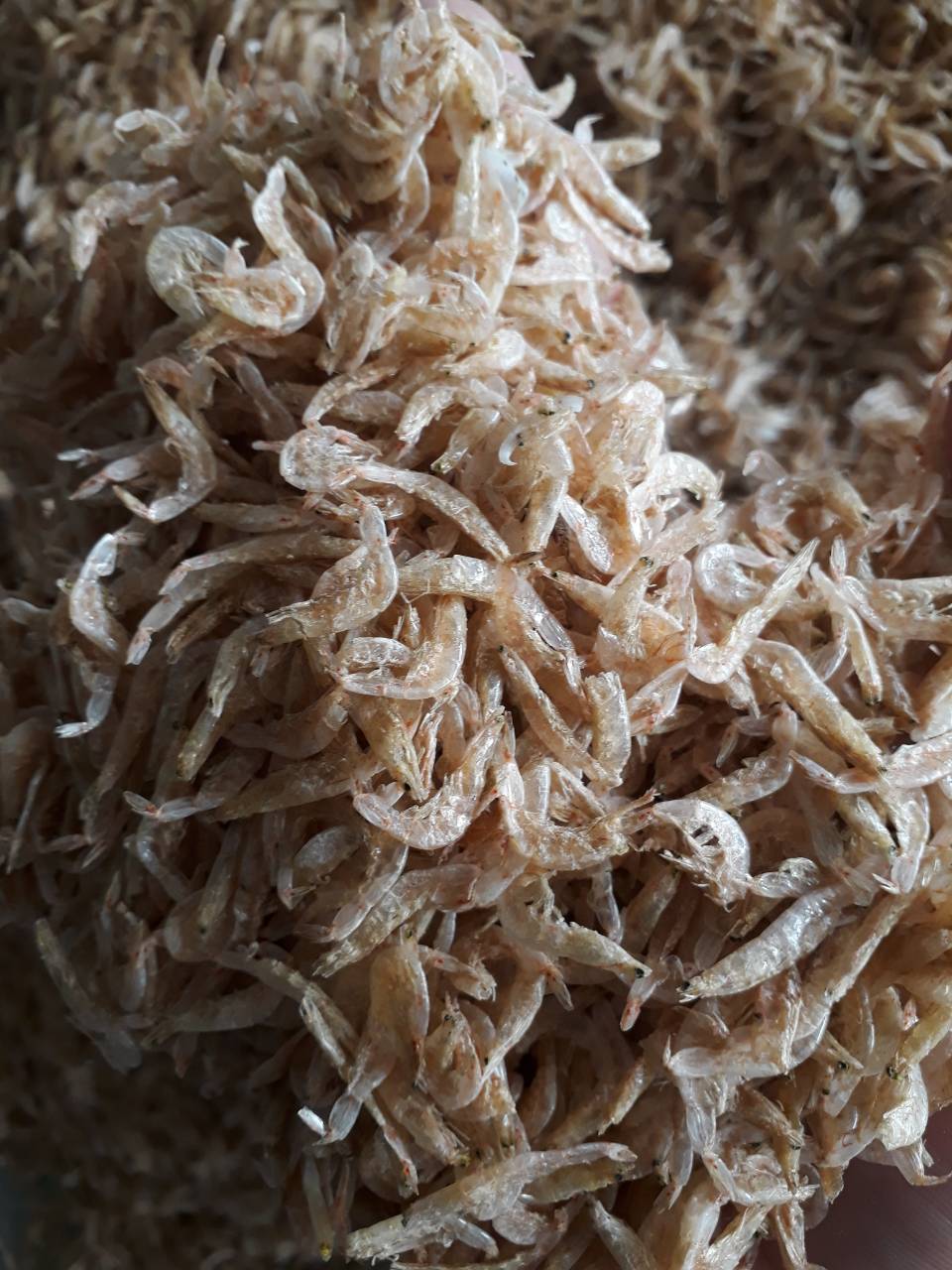 Dried Baby Shrimp
