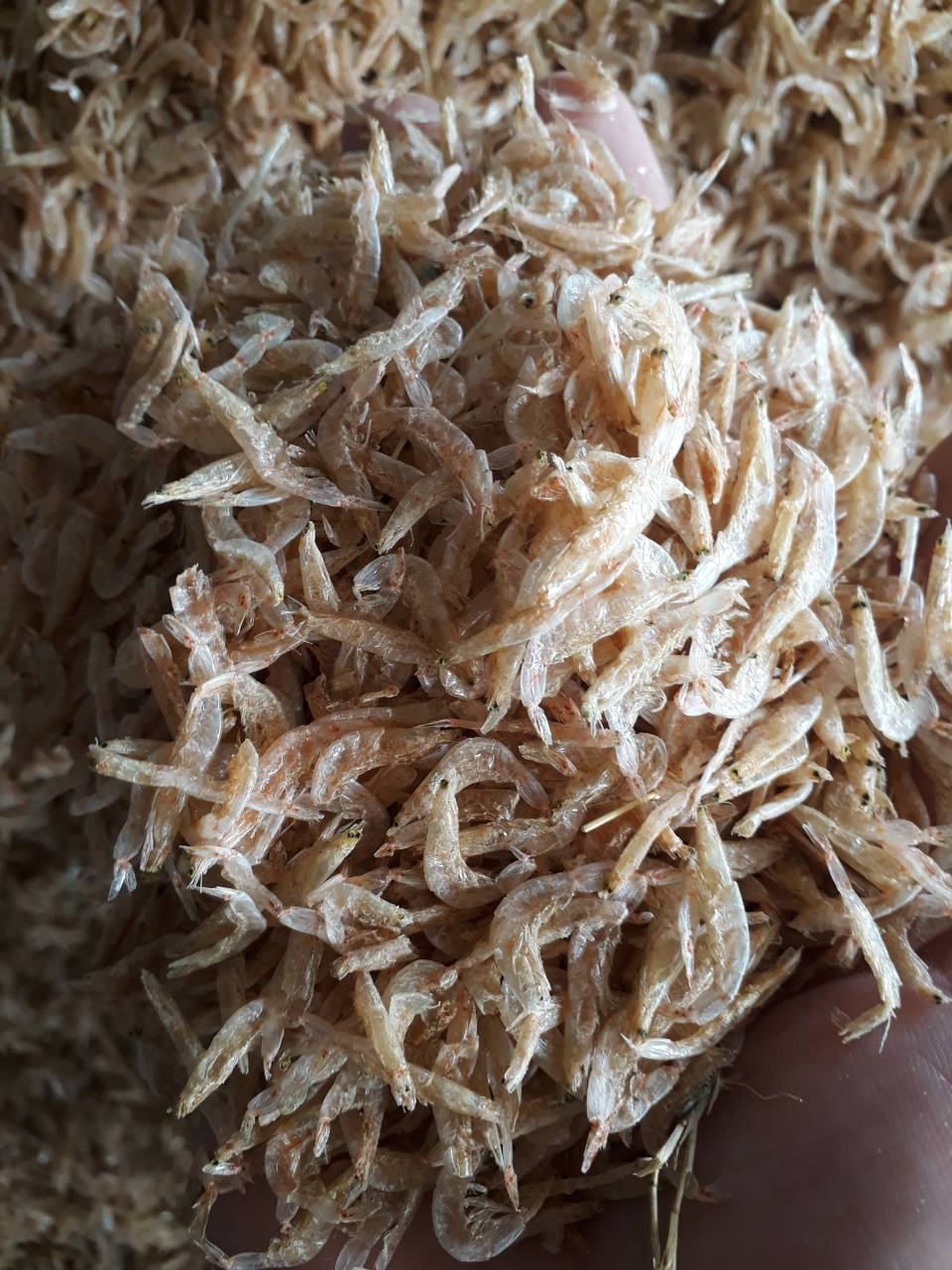 Dried Baby Shrimp