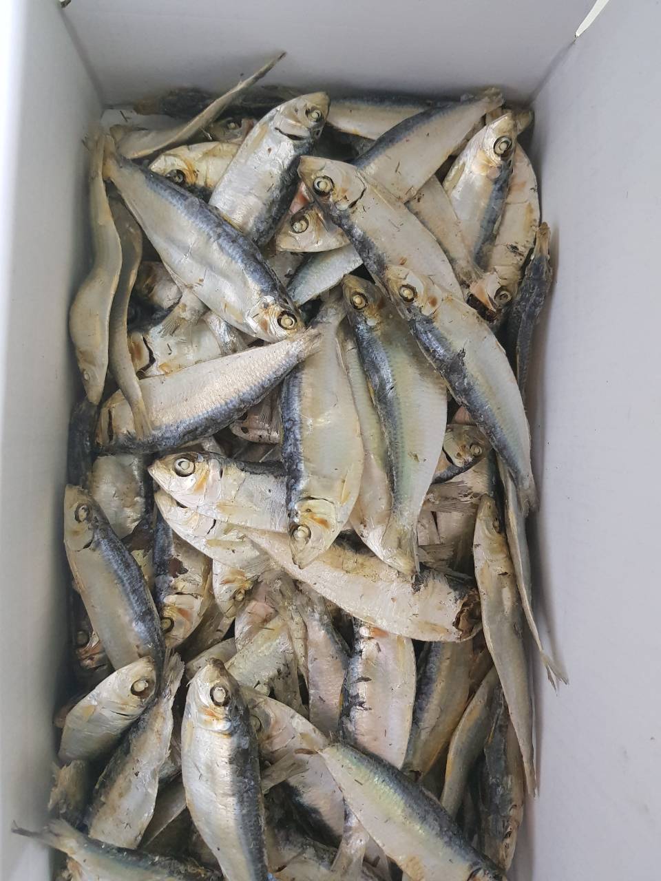 Dried Sardine