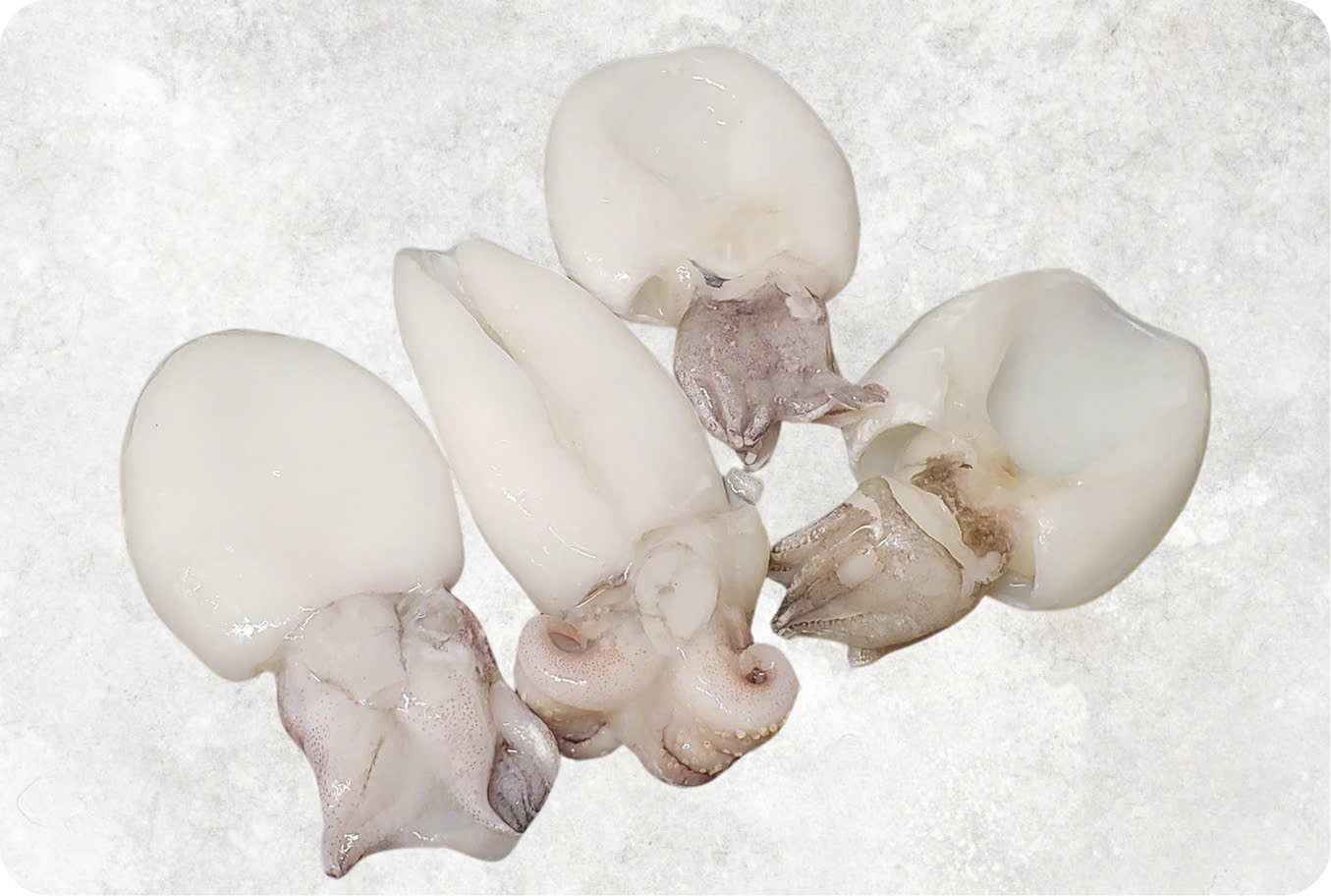 Baby cuttlefish