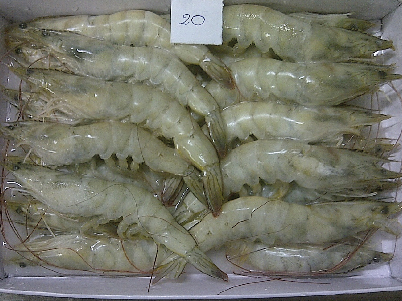 Vannamei