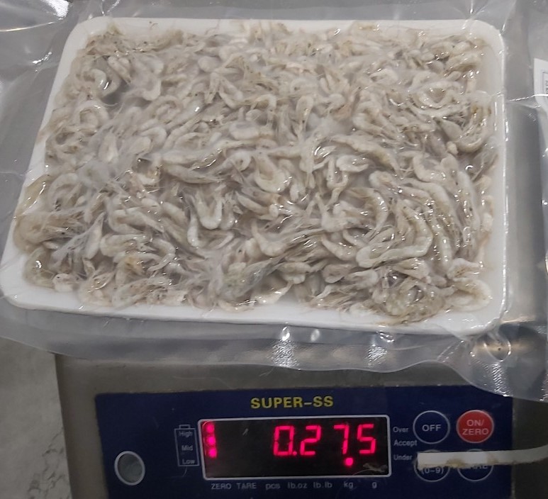 Baby Shrimp