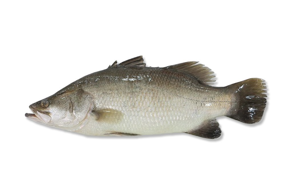 Barramundi