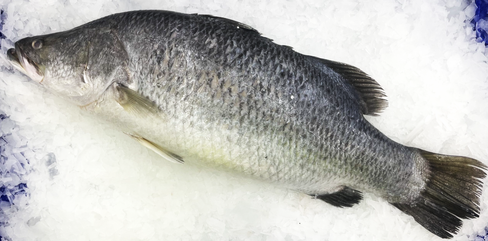 Barramundi