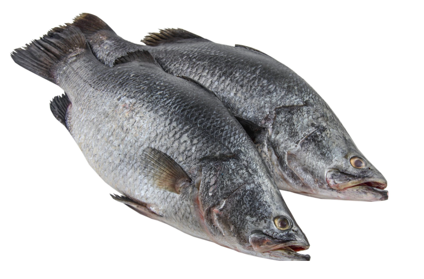 Barramundi