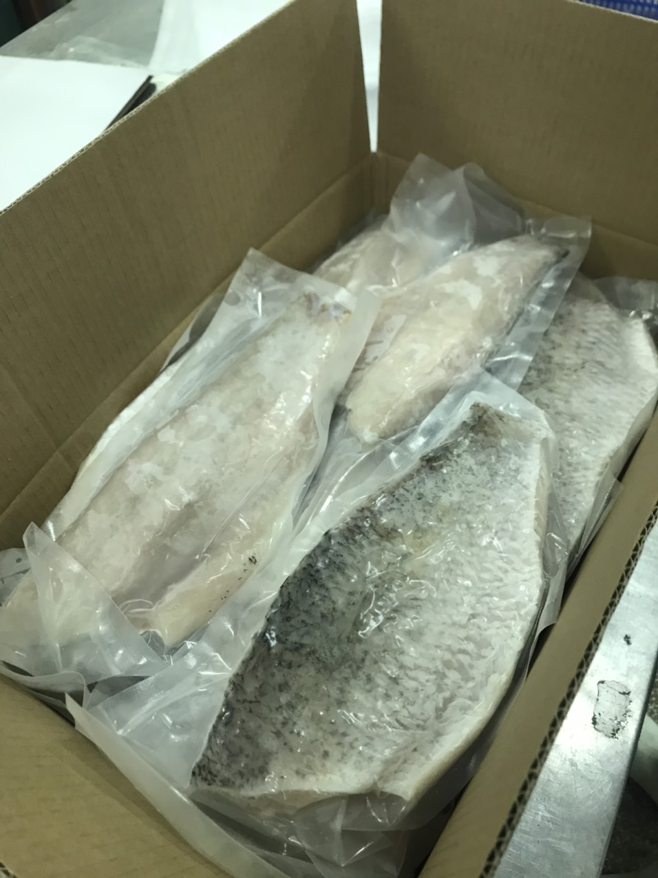 Barramundi