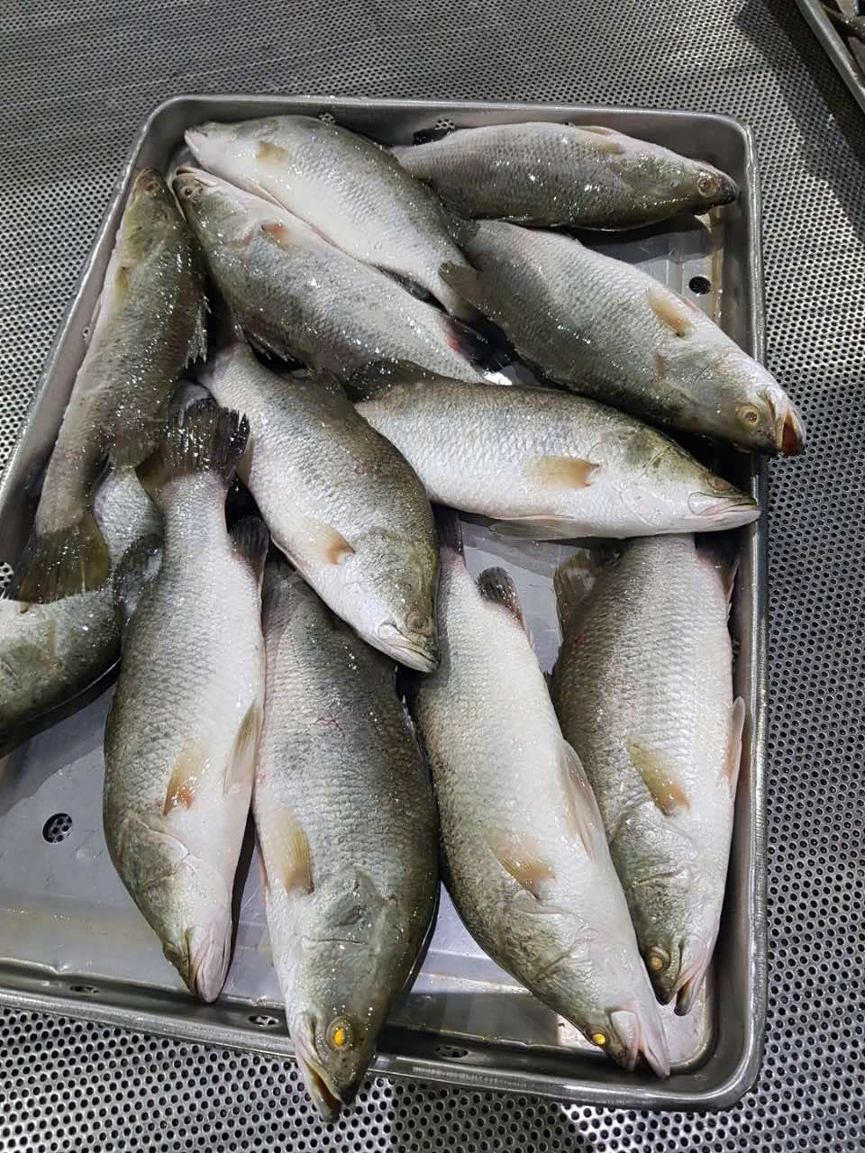 Barramundi