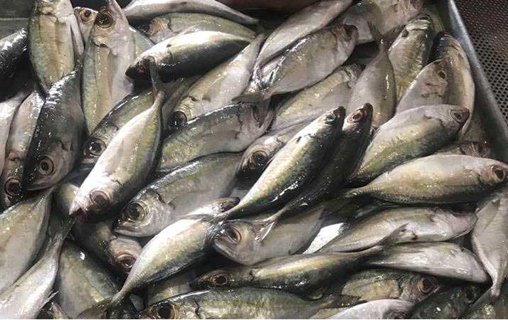 Bigeye scad