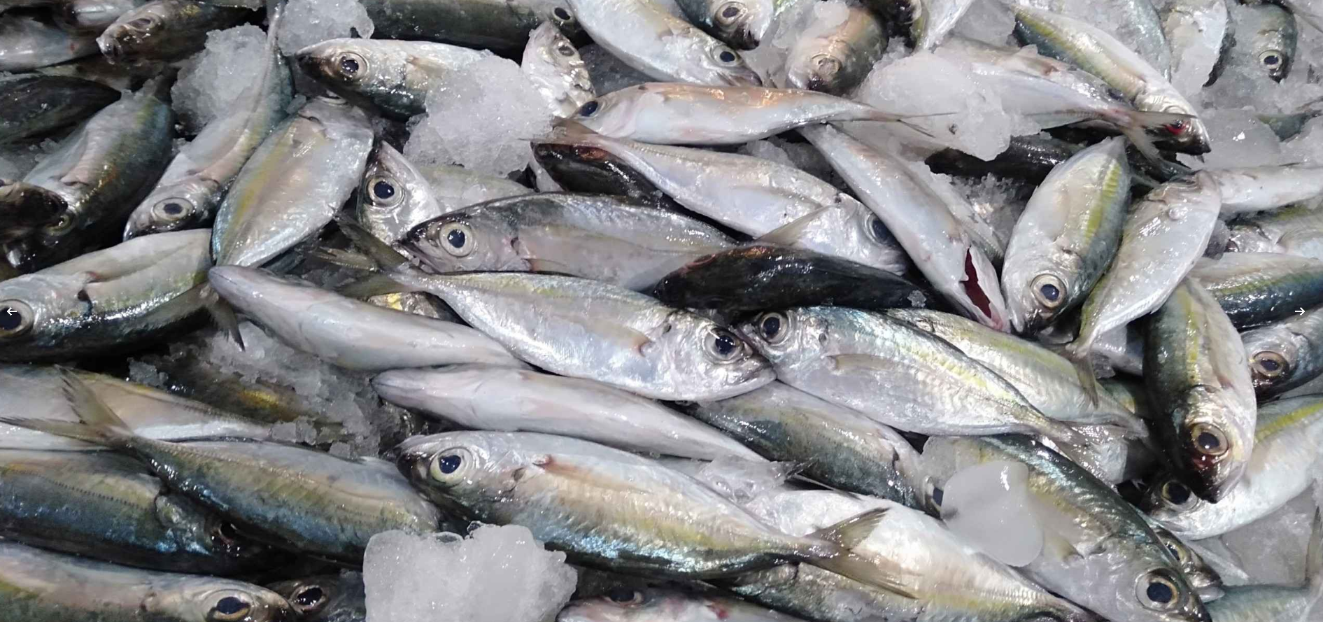 Bigeye scad