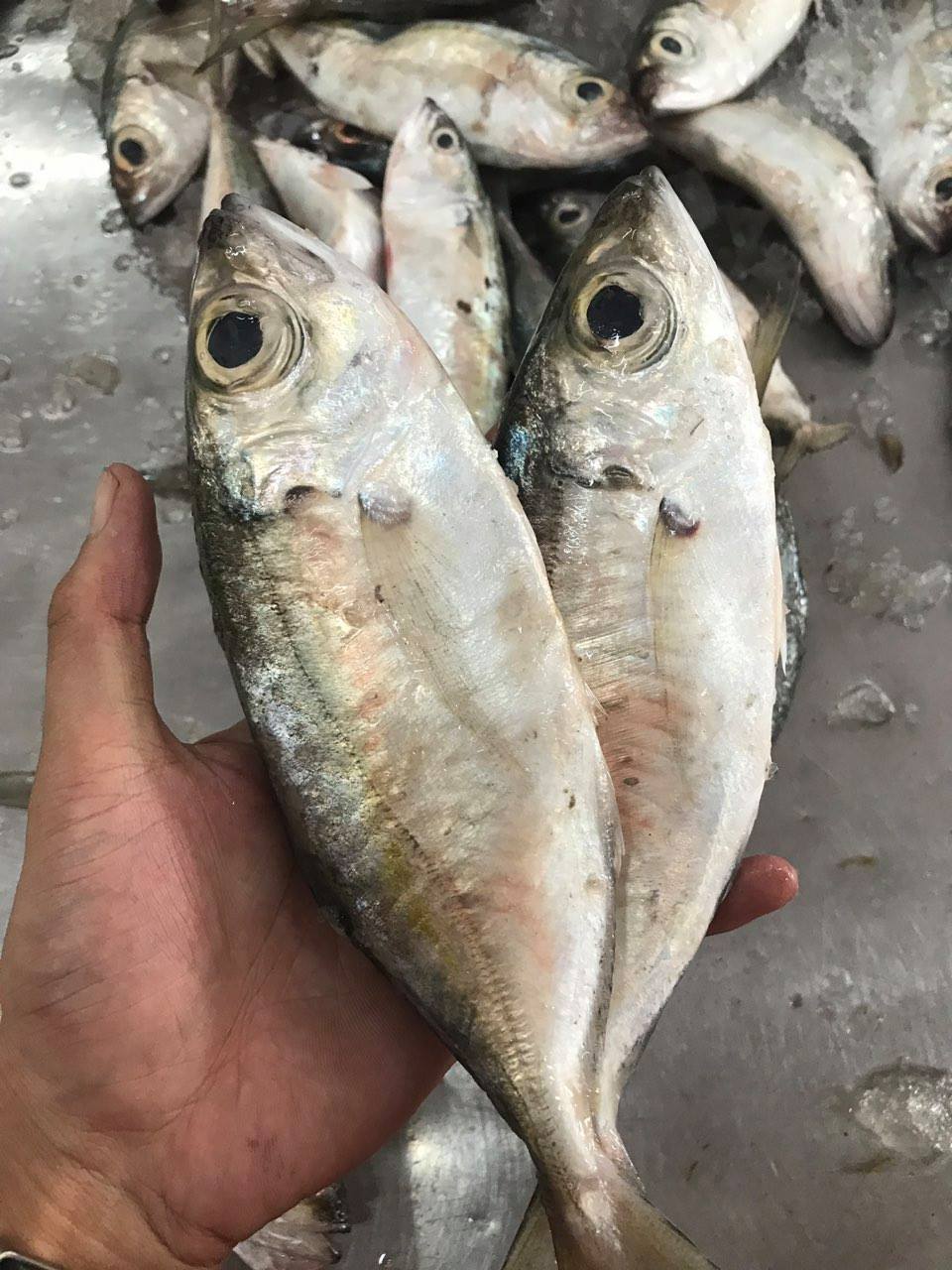 Bigeye scad