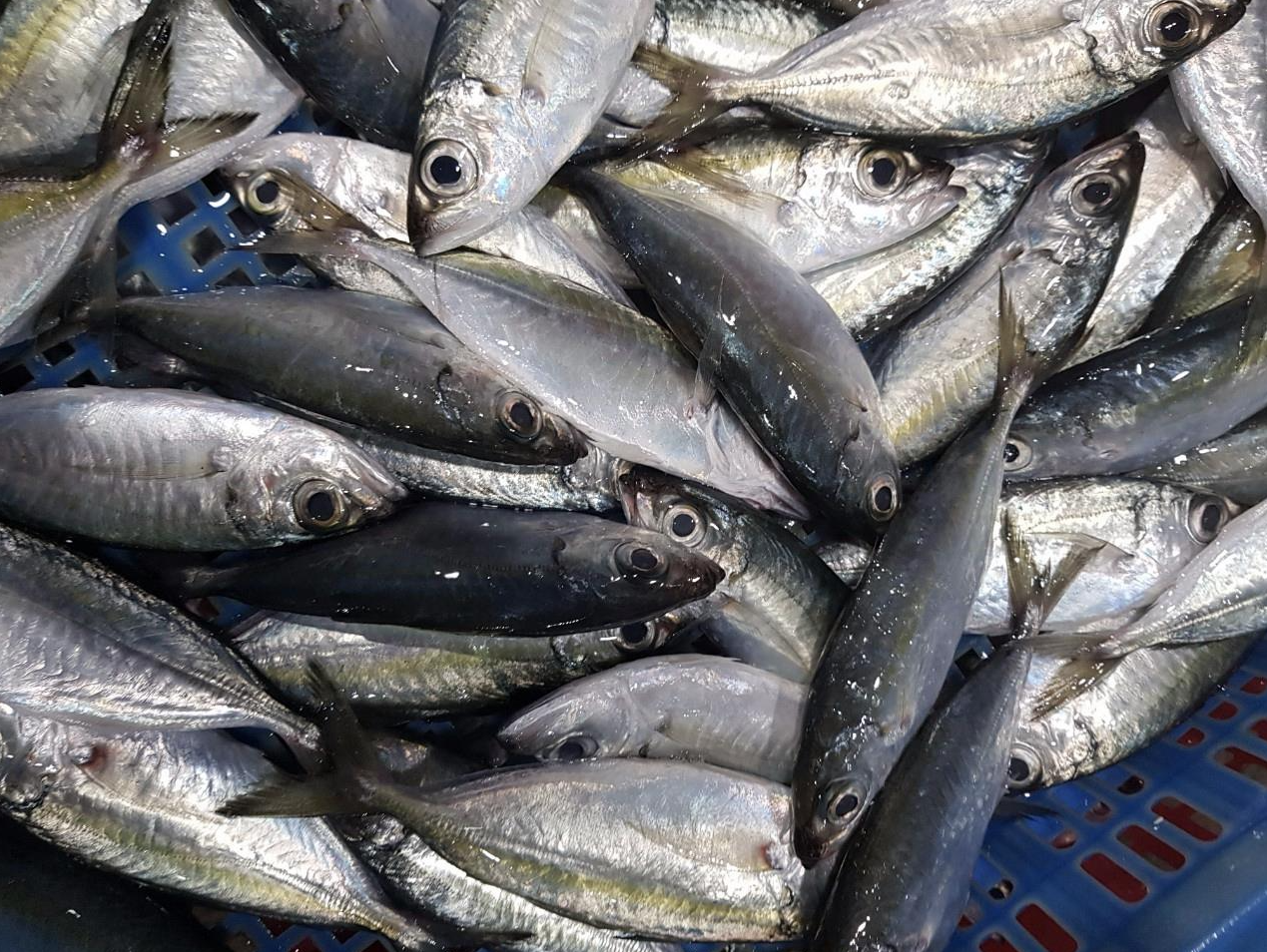 Bigeye scad