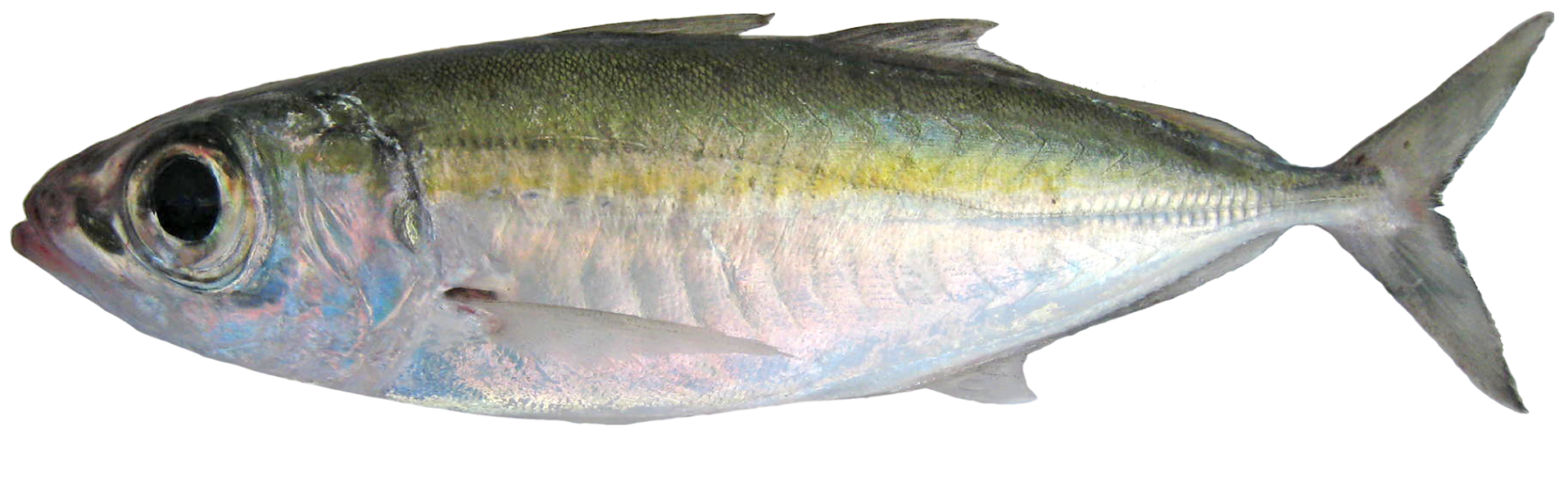 Bigeye scad