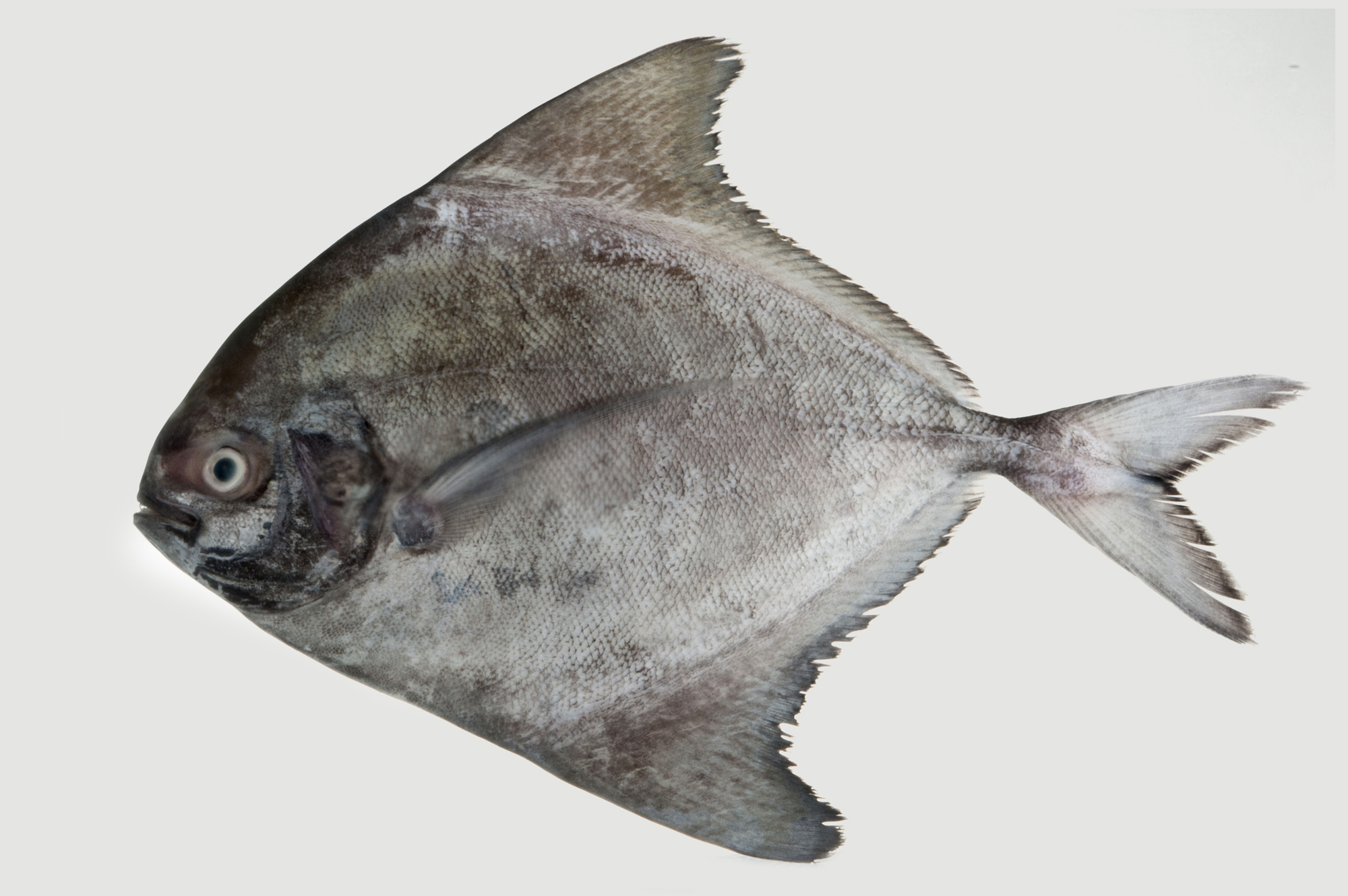 Black pomfret