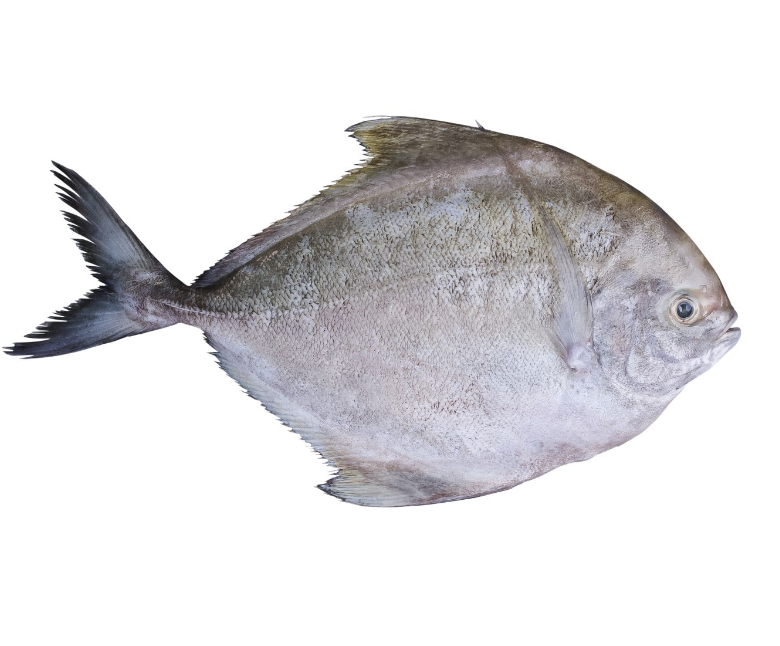 Black pomfret