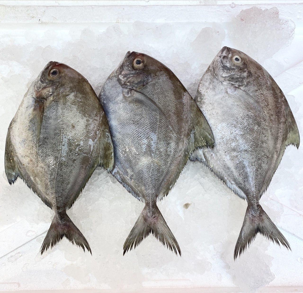 Black pomfret