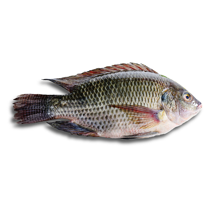 Black Tilapia