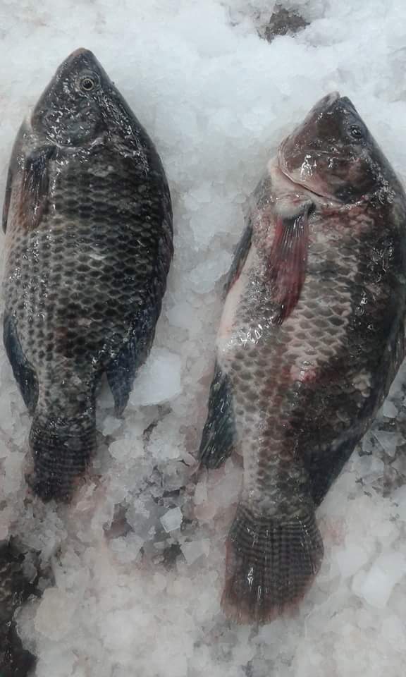 Black Tilapia