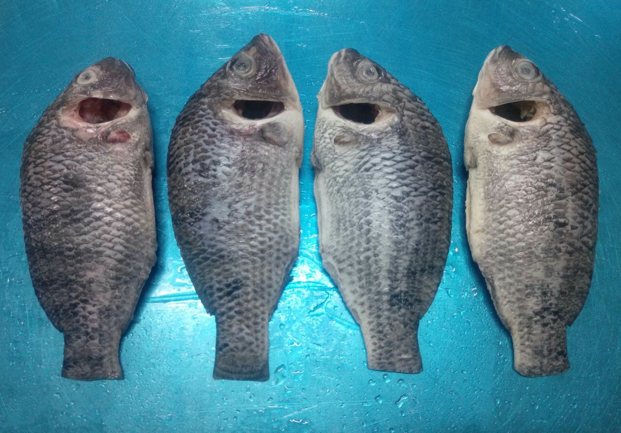 Black Tilapia