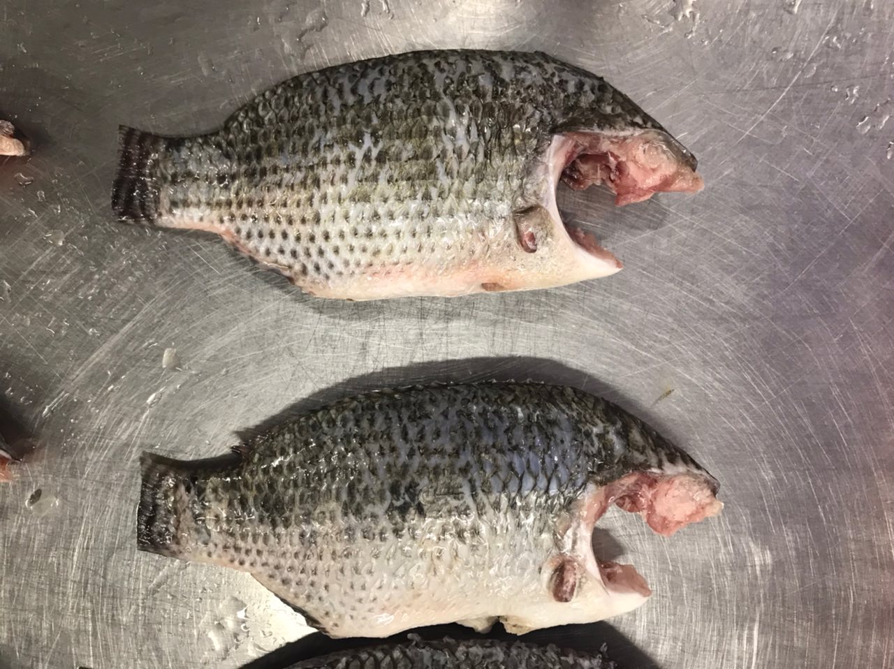 Black Tilapia