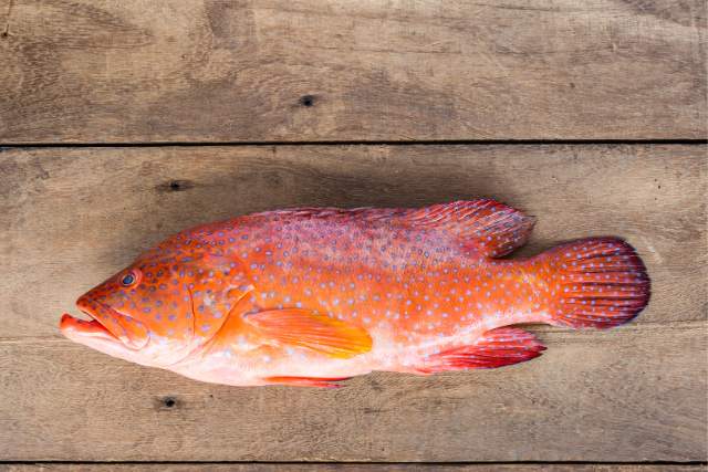 Red Grouper
