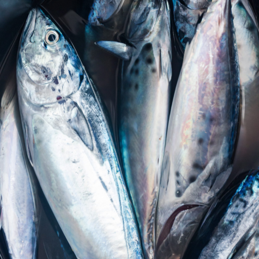 Bonito Tuna