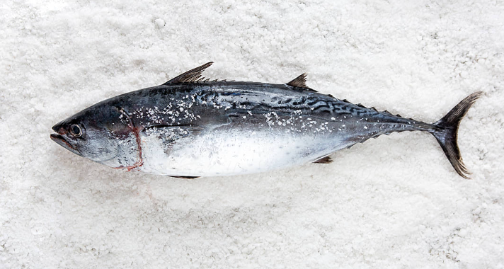 Bonito Tuna