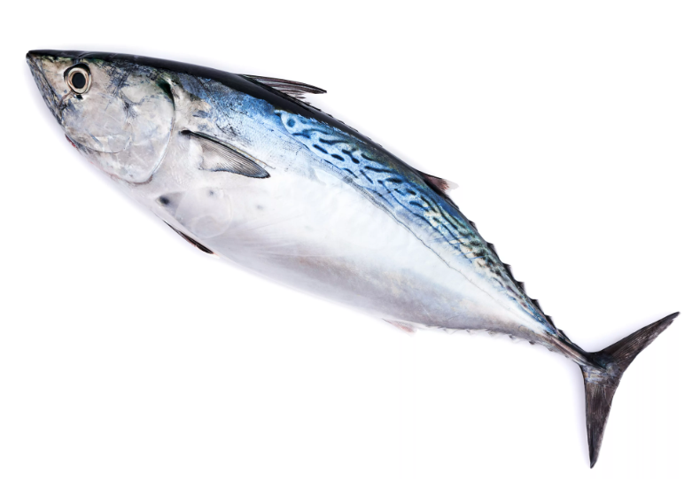 Bonito Tuna