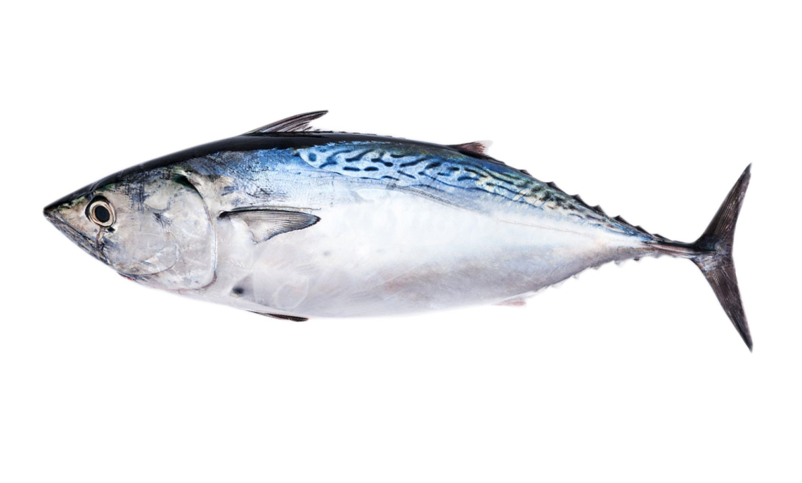 Bonito Tuna