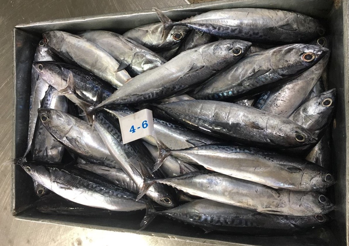 Bullet tuna