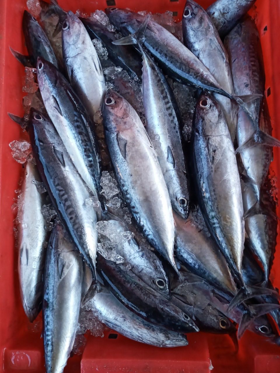 Bullet tuna
