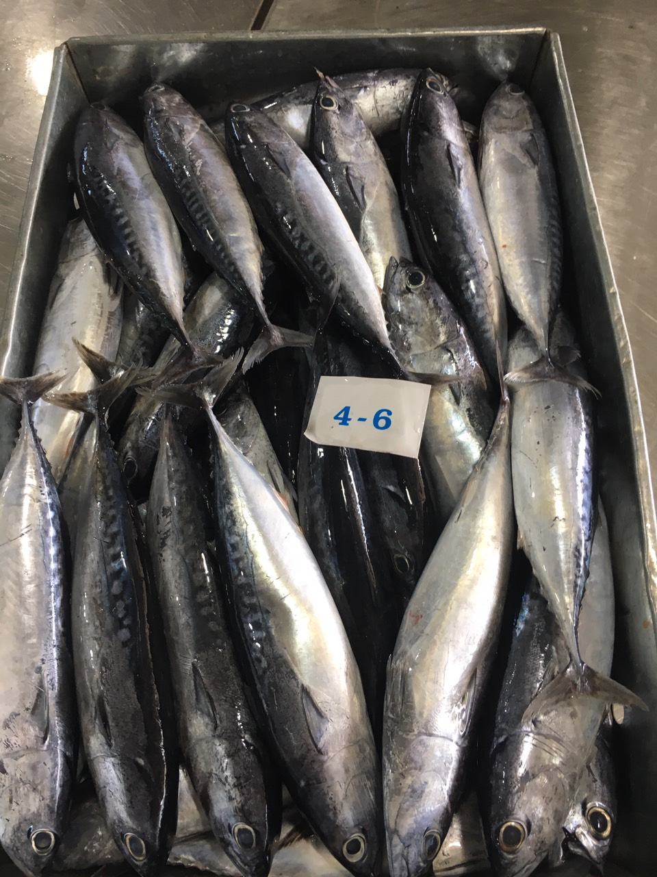 Bullet tuna