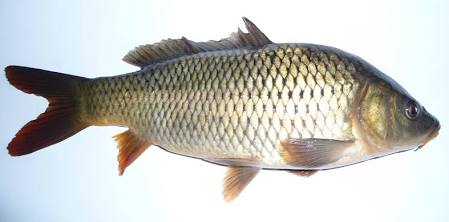 Common carp fish