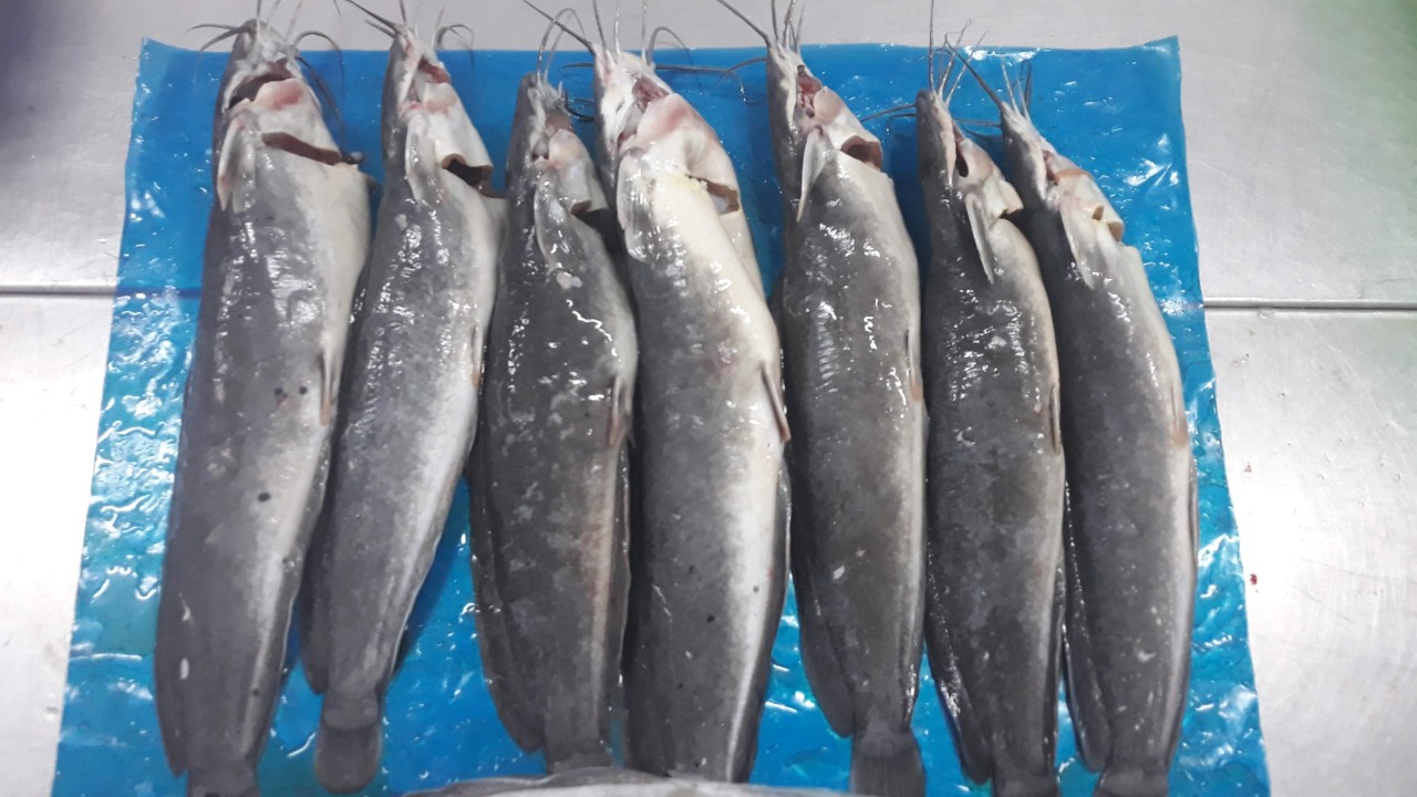 Catfish / Magur