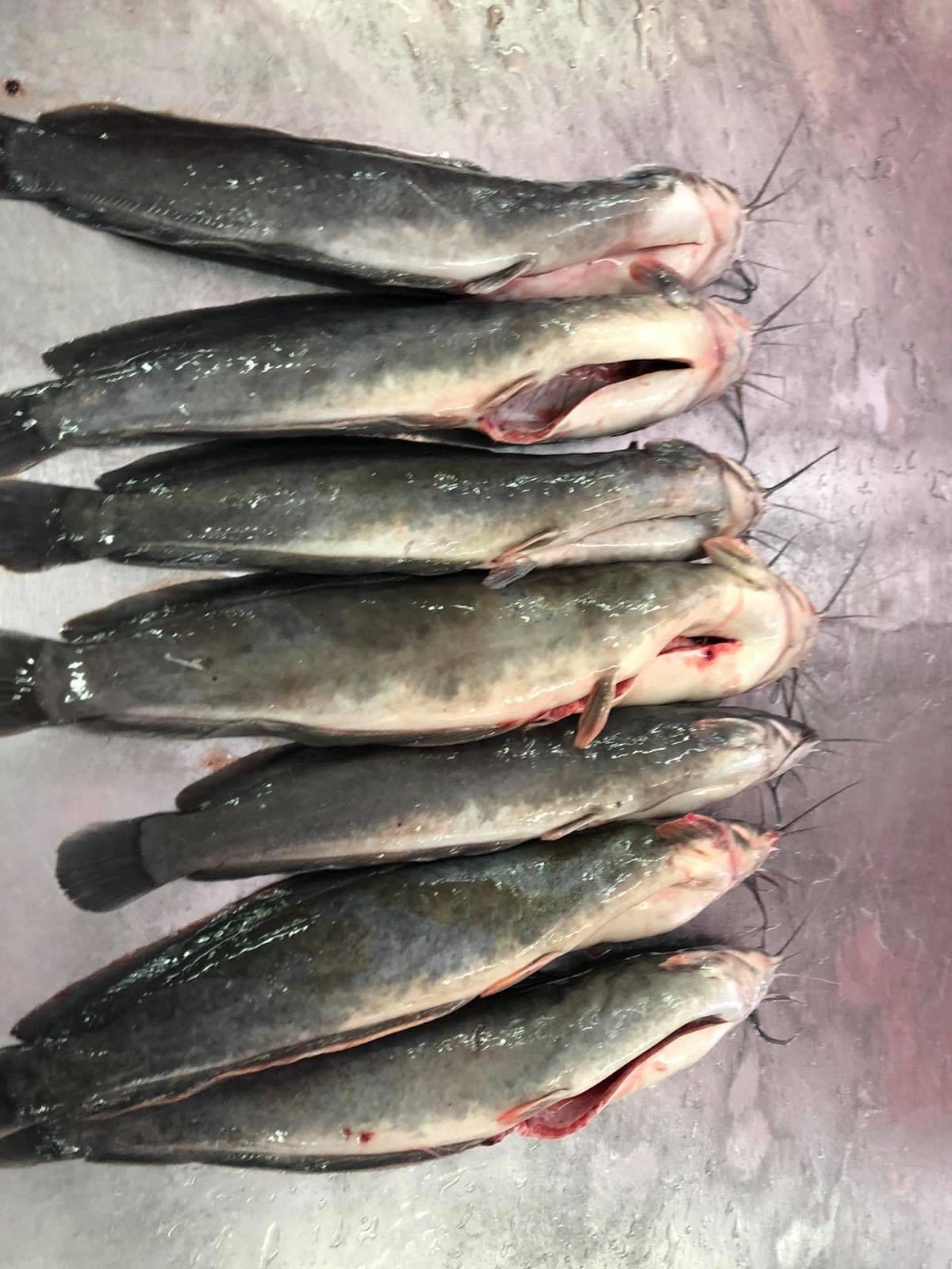 Catfish / Magur