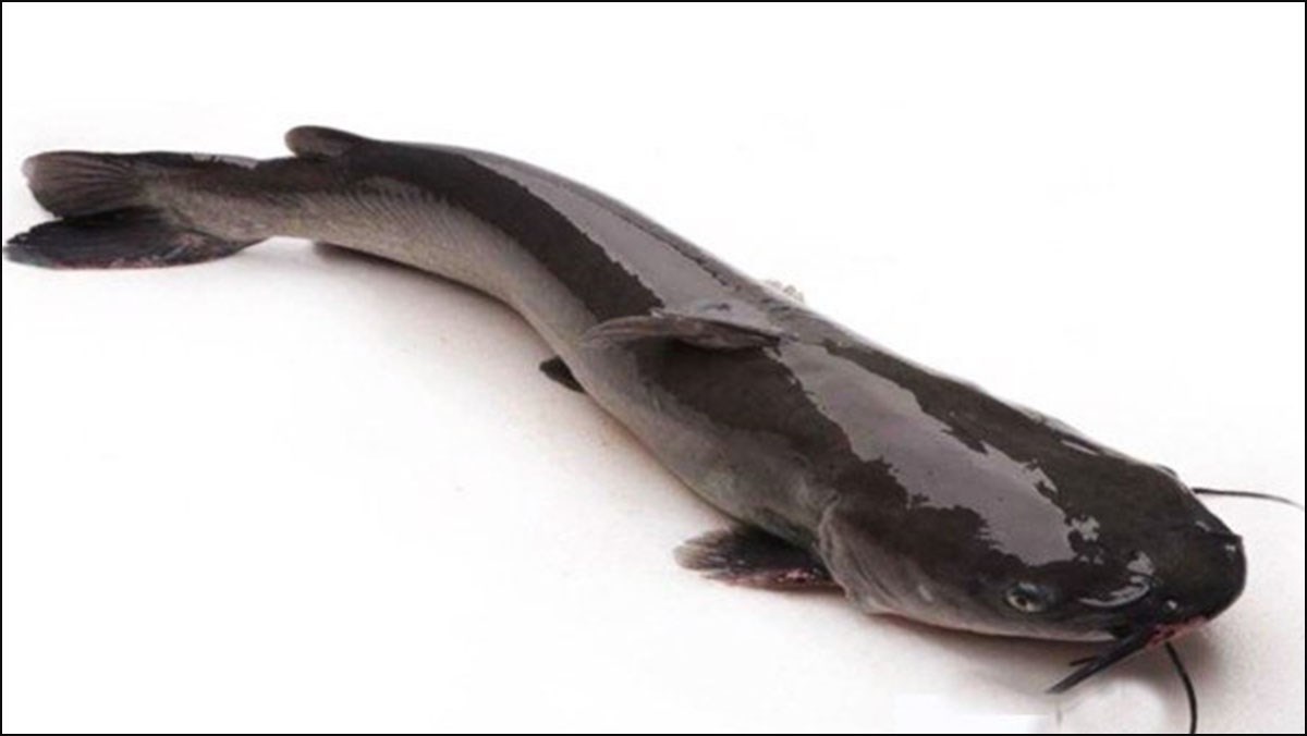 Catfish / Magur