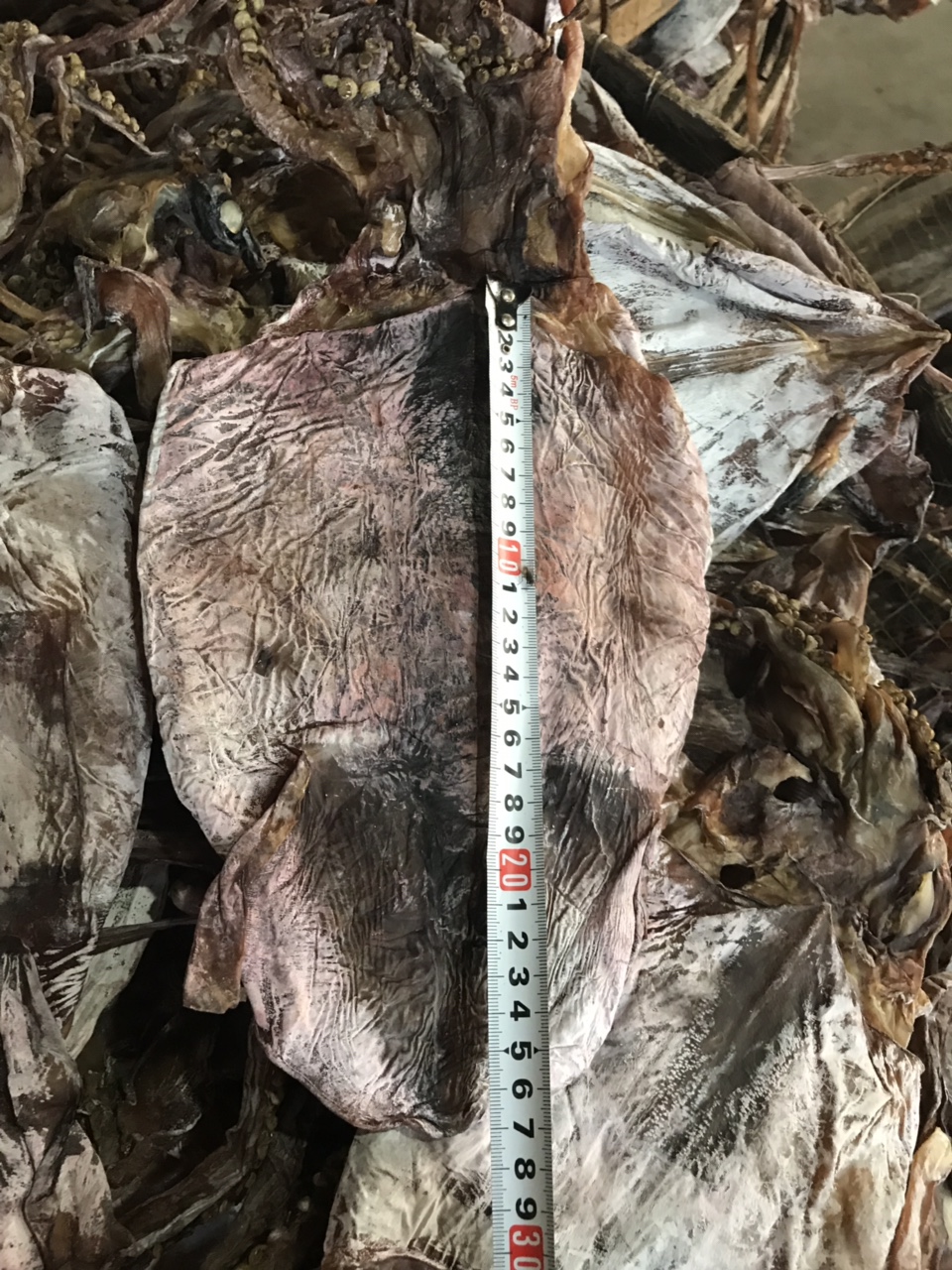 Dried Black Squid