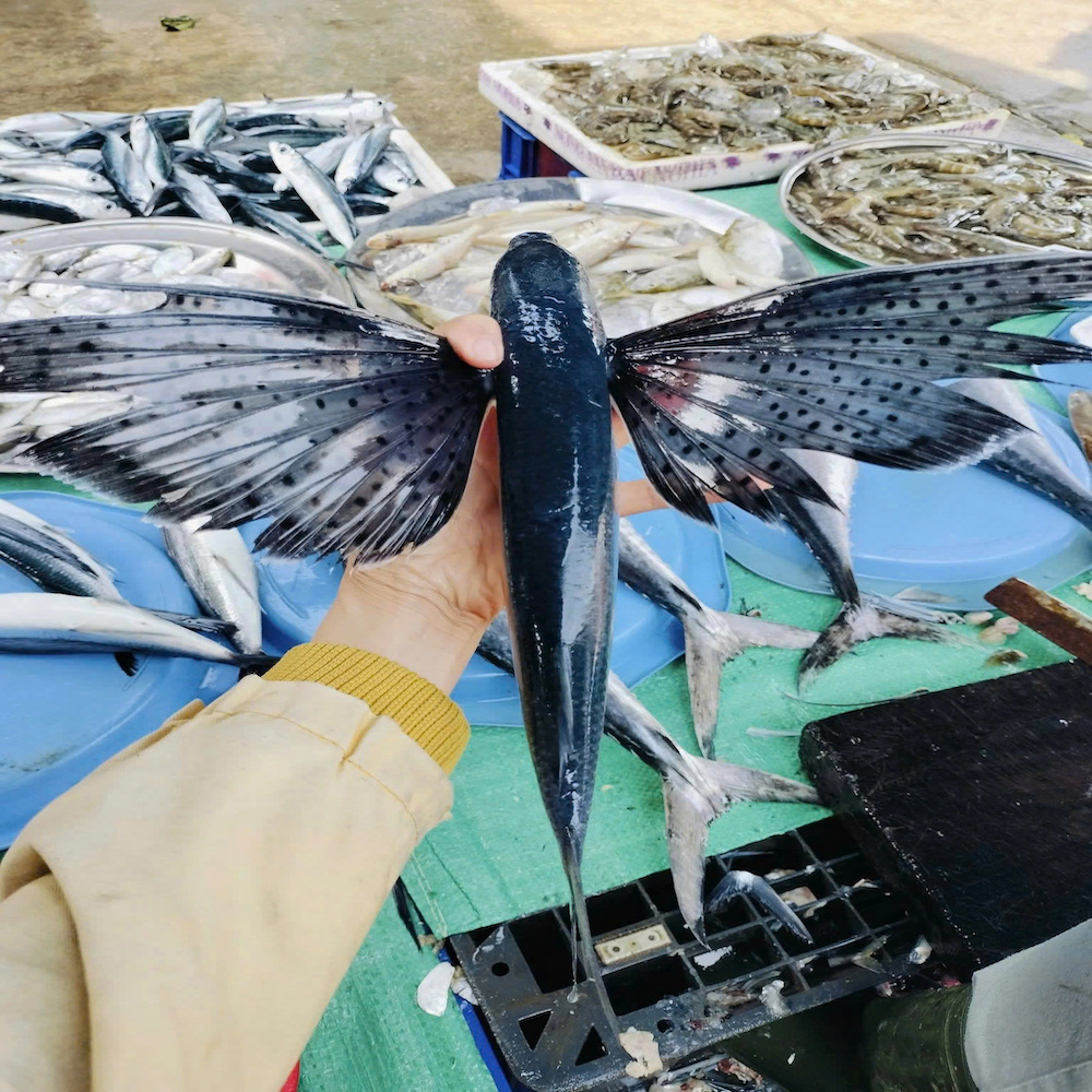 Flying Fish