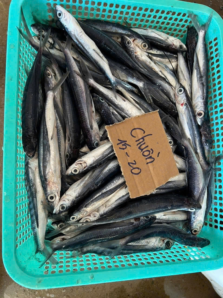 Flying Fish