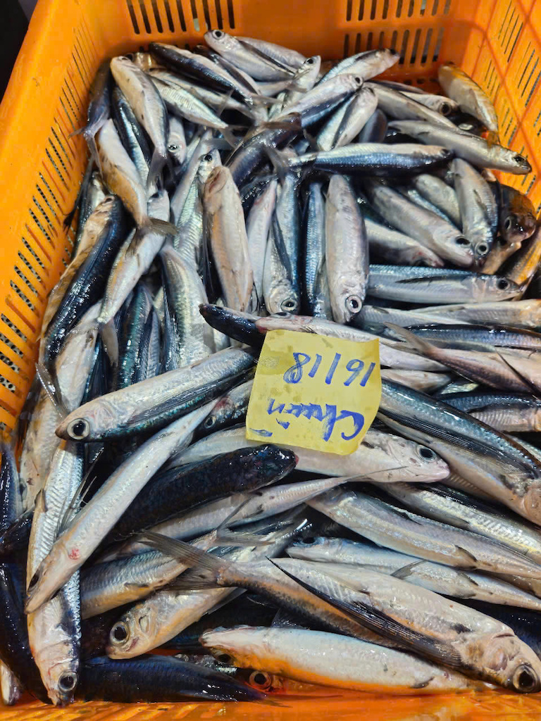 Flying Fish
