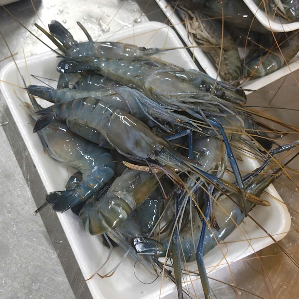 GIANT FRESHWATER PRAWN