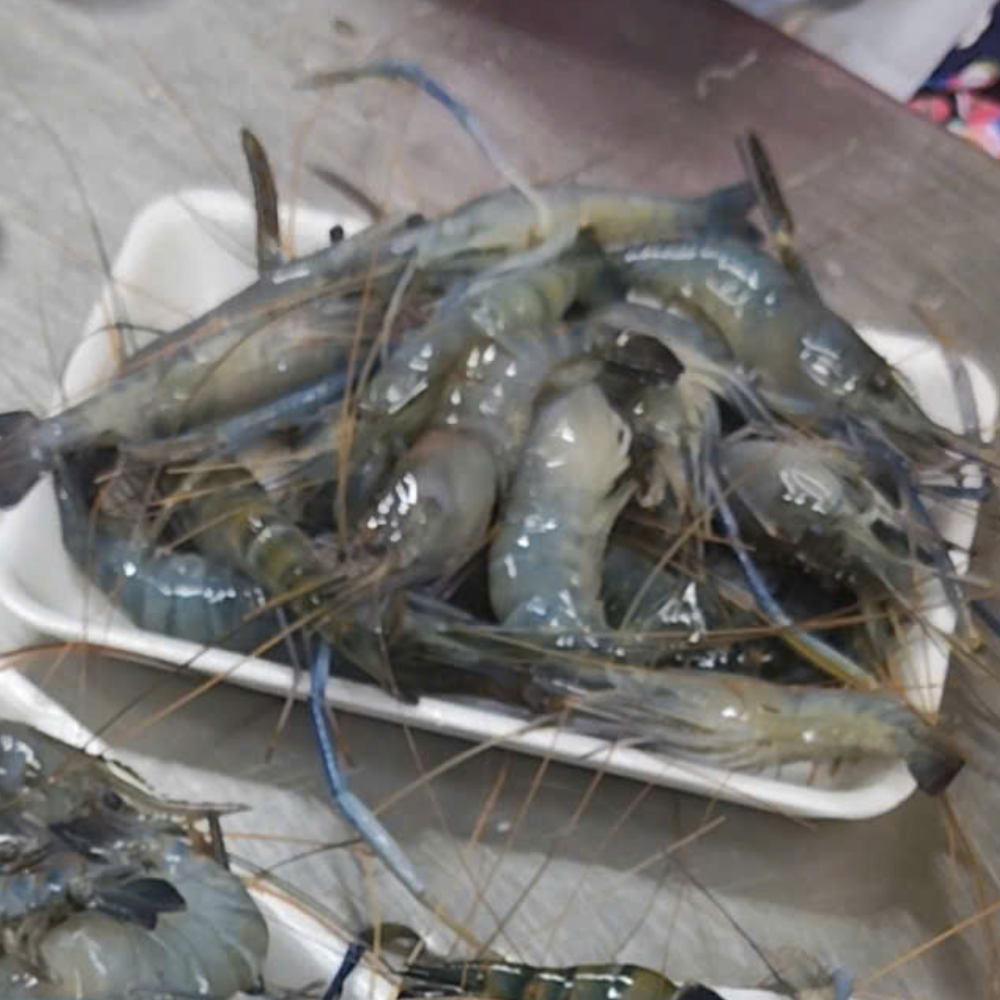 GIANT FRESHWATER PRAWN