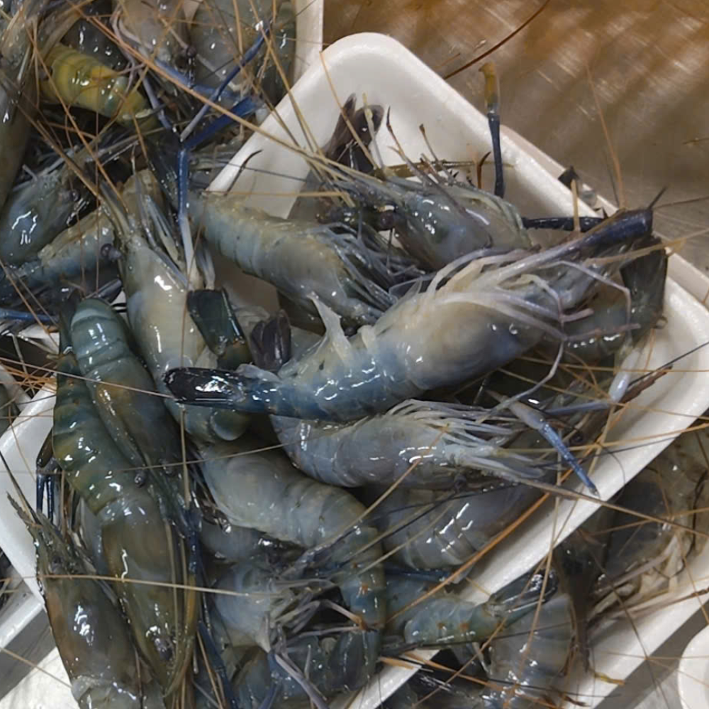 GIANT FRESHWATER PRAWN