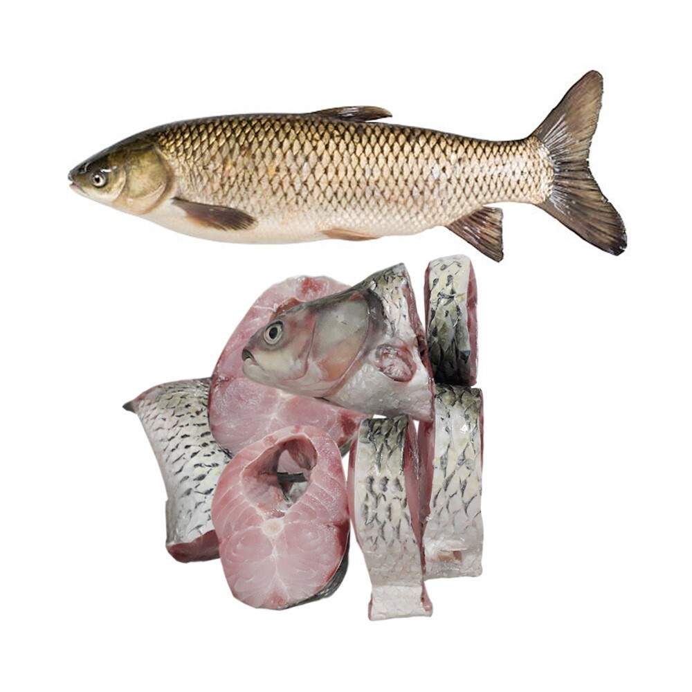 Grass Carp