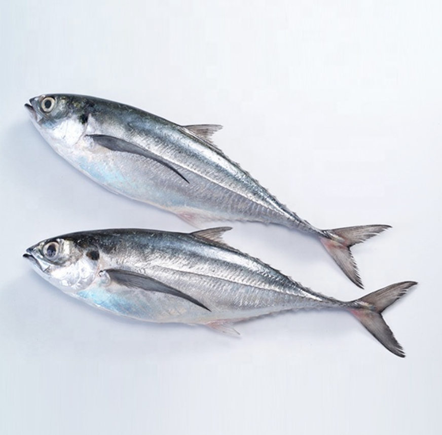 Hartail scad
