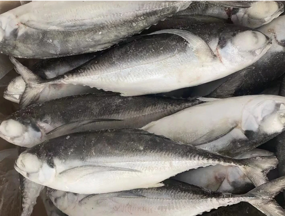 Hartail scad