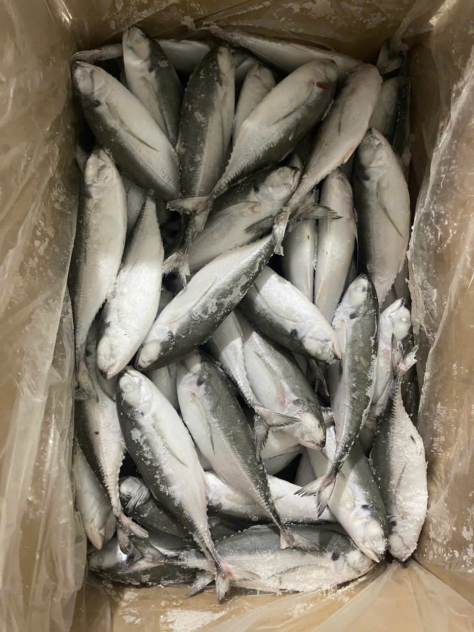 Hartail scad
