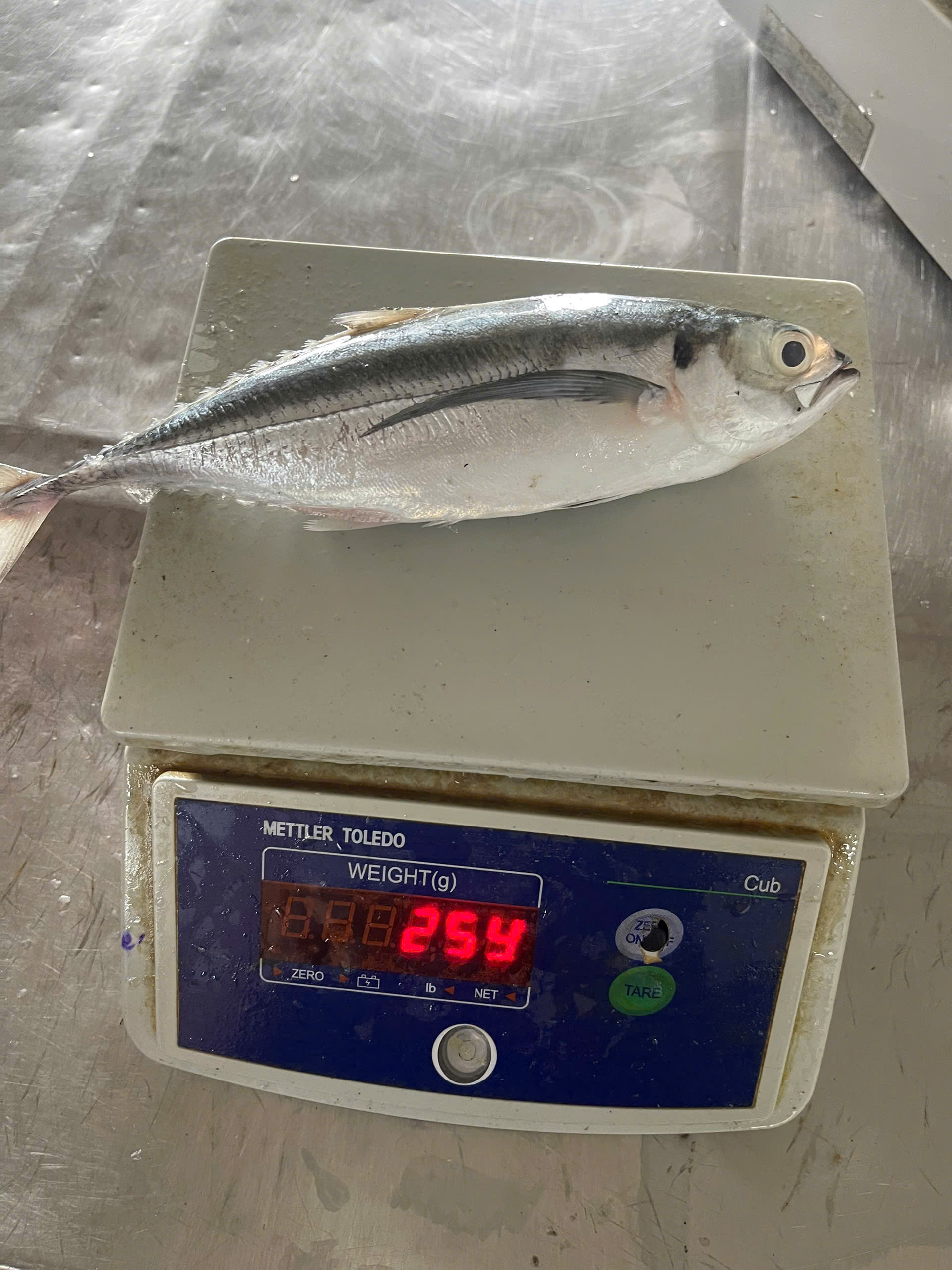Hartail scad