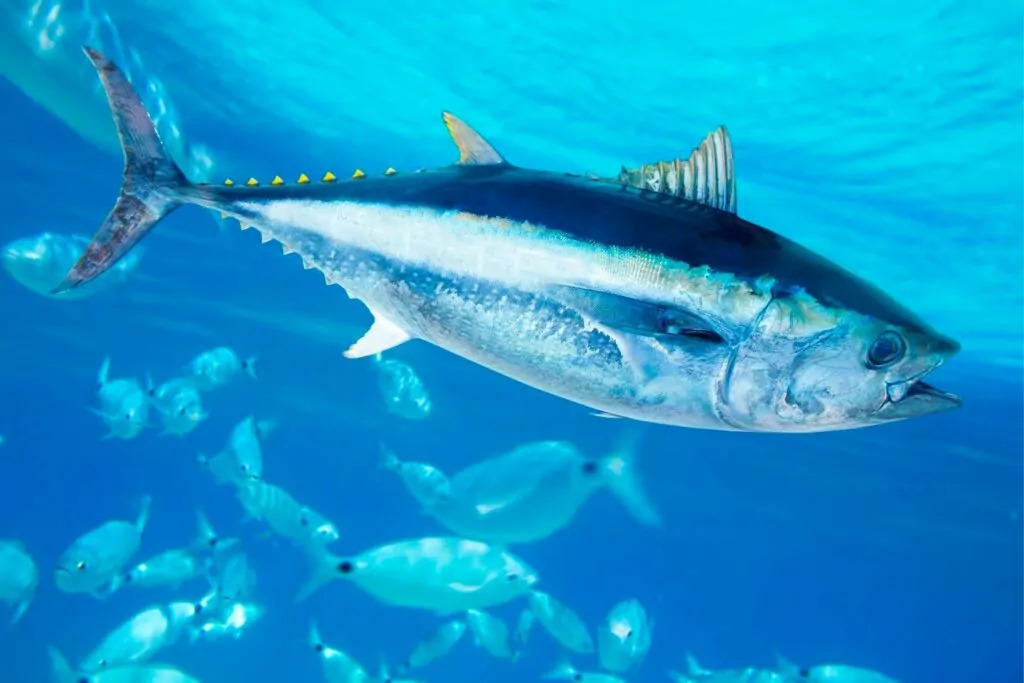 Longtail Tuna