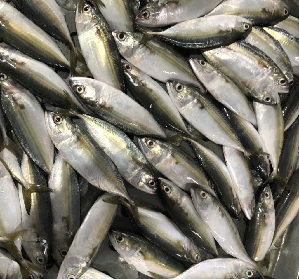 Indian Mackerel